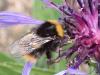 Bombus sp.